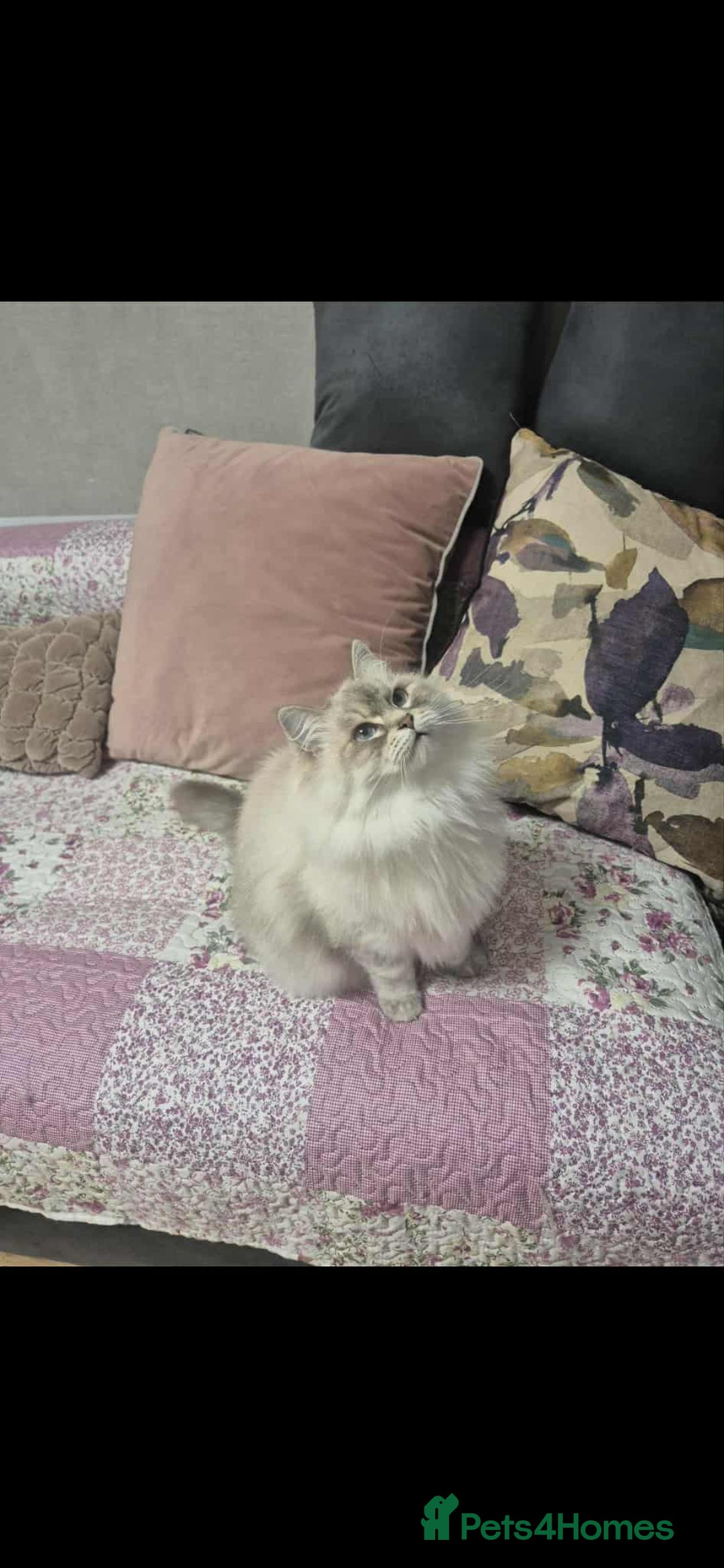 Siberian cats for sale: Pure Neva Masquerade female - Image 4