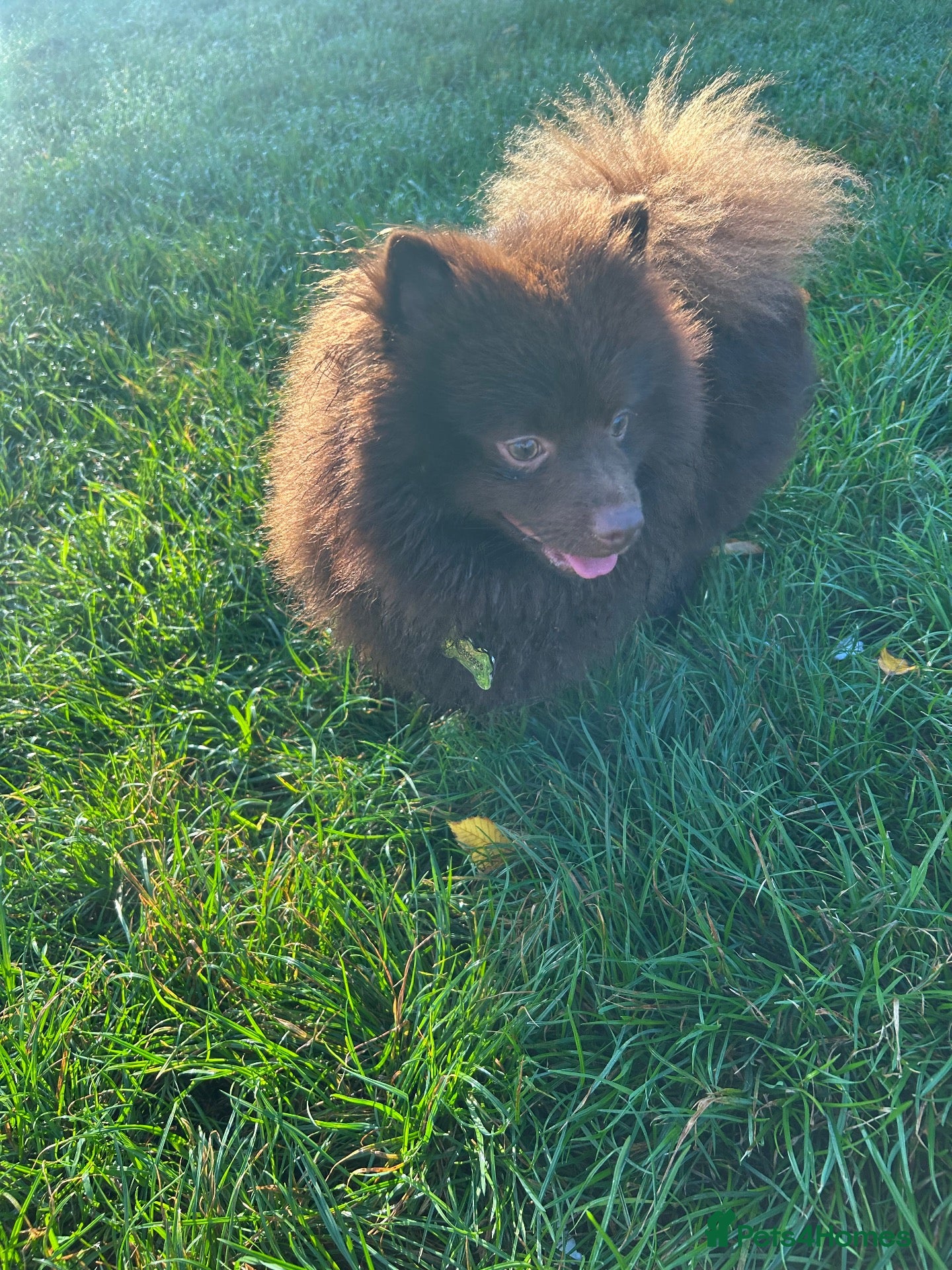 Pomeranian dogs Beautiful chocolate teddy faced Pomeranian  - Advert 1