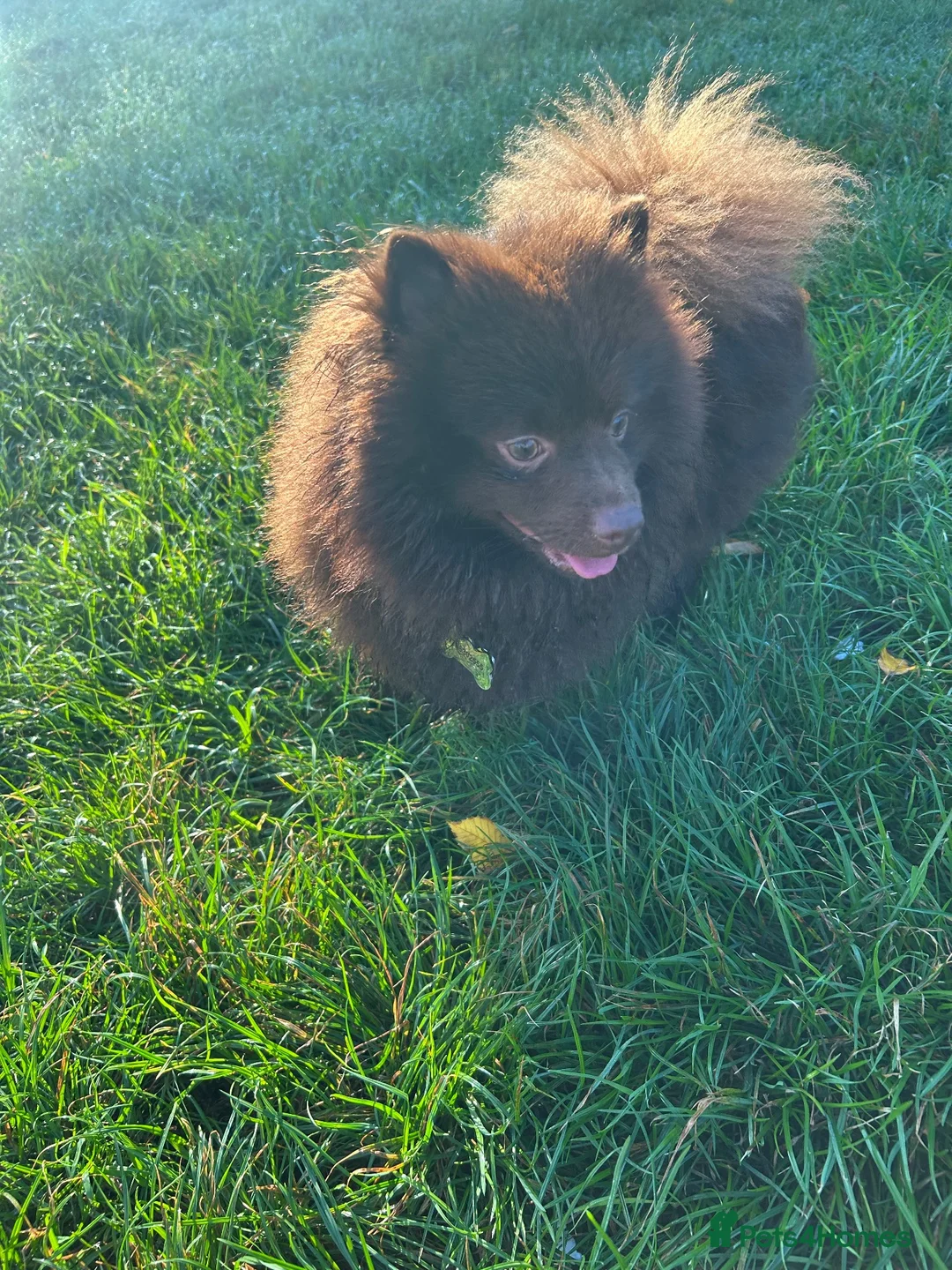 Pomeranian dogs for stud: Beautiful chocolate teddy faced Pomeranian  - Advert 1