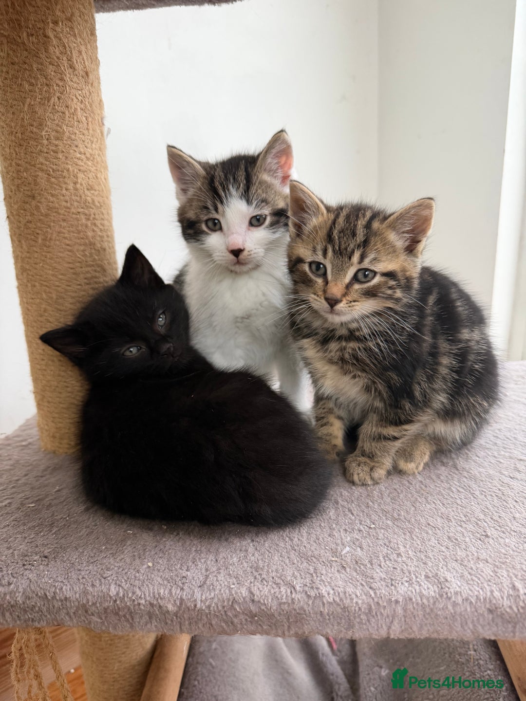 Mixed Breed cats for sale: Kittens for sale  - Advert 1