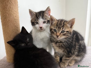 Mixed Breed cats Kittens for sale - Advert 2