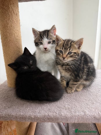 Mixed Breed cats Kittens for sale - Advert 1