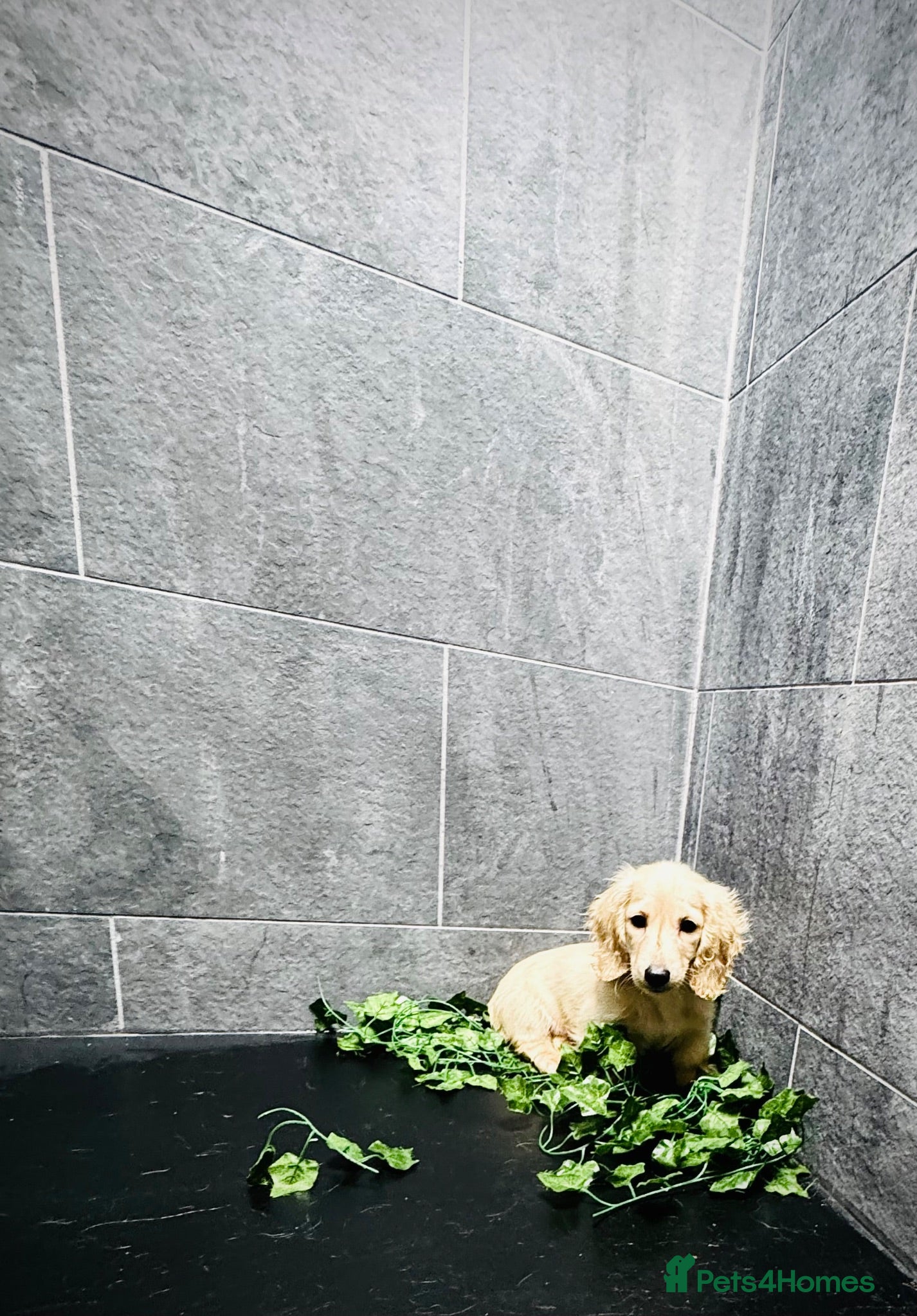 Miniature Dachshund dogs Cream/blonde long hair kc reg miniature dachshund  - Advert 2