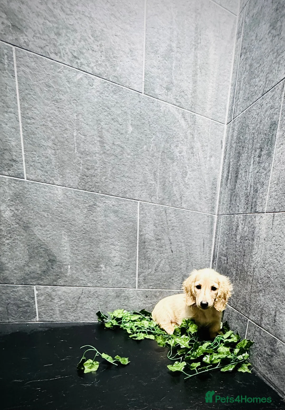 Miniature Dachshund dogs for sale: Cream/blonde long hair kc reg miniature dachshund  - Advert 2