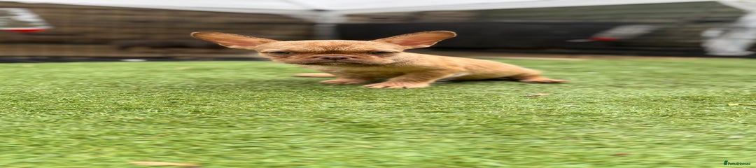 French Bulldog Puppy 2