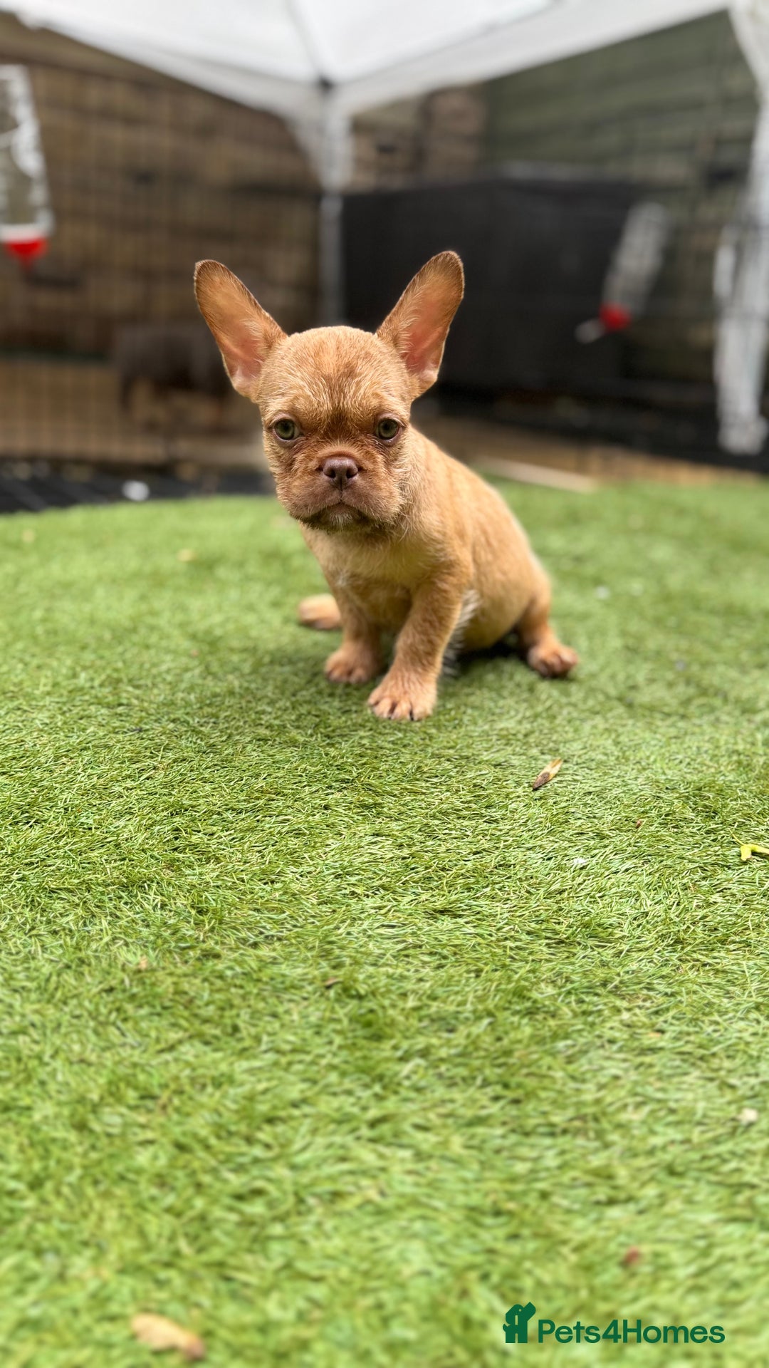 French Bulldog dogs for sale: 9 week old male Furnishing French bulldog (Bear) - Image 5