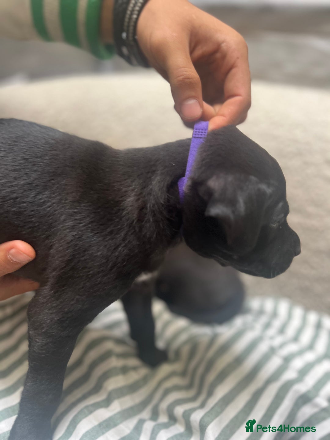 Staffordshire Bull Terrier dogs for sale: Beautiful mixstaffy looking for a forever home - Image 11