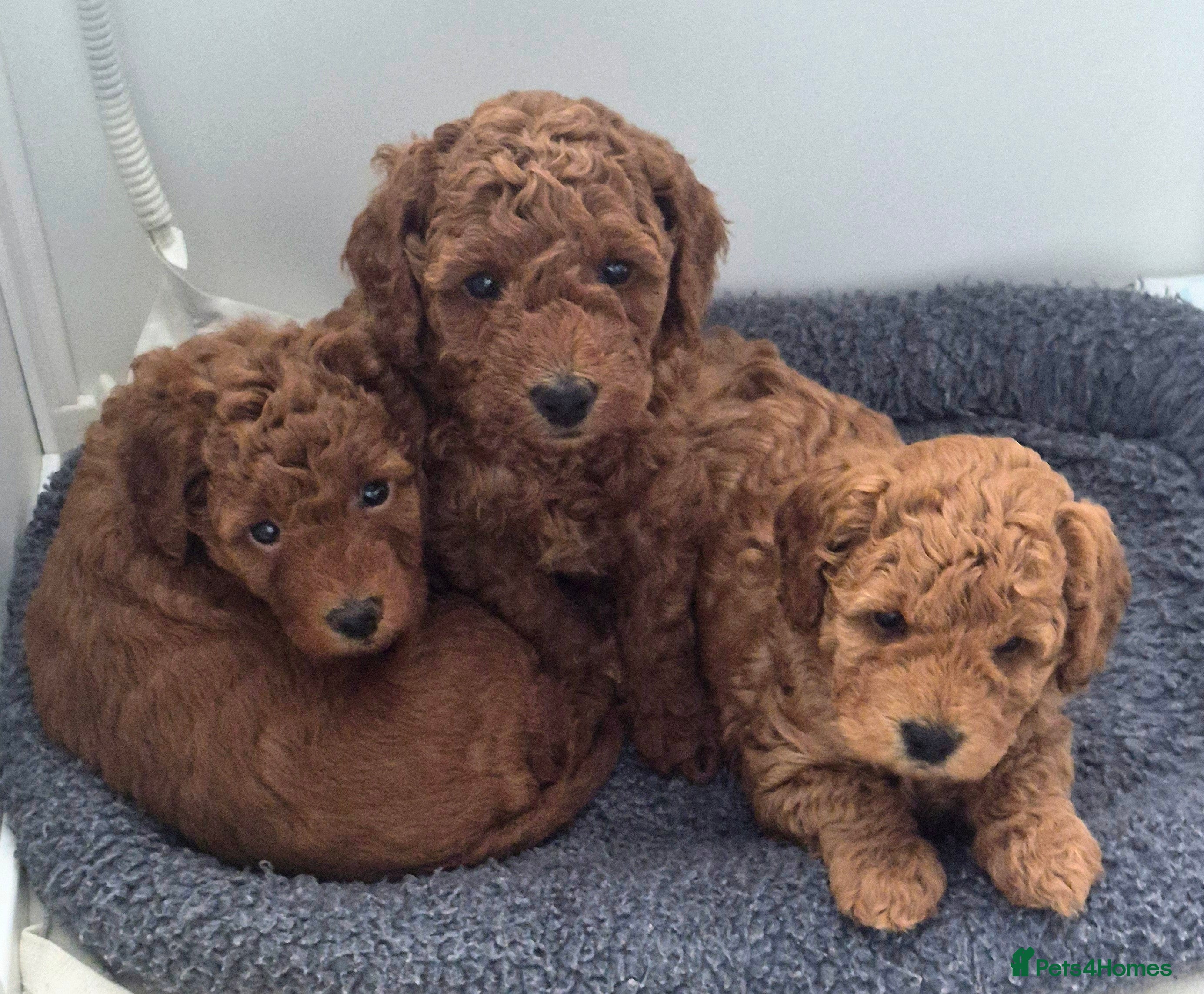 Miniature Poodle dogs GORGEOUS 💕Red Miniature Poodle Puppies  - Advert 10