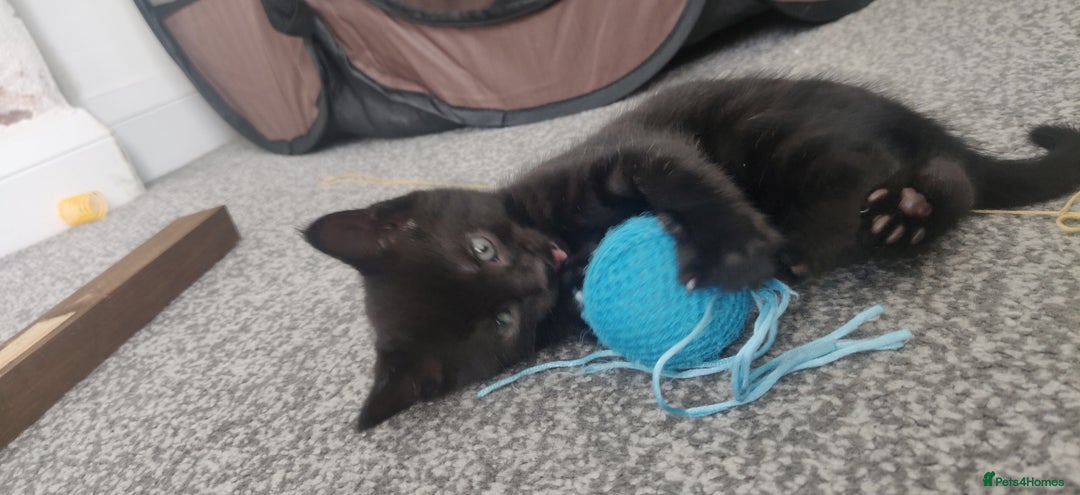Bombay cats for sale: 4 adorable kittens for sale mixed breed litter ⁠♡ - Image 16