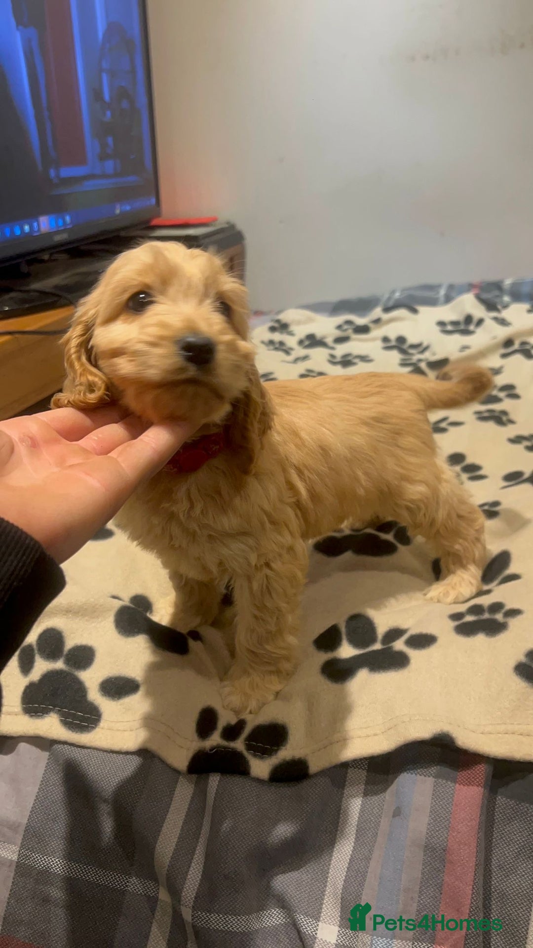 Cockapoo dogs for sale: Cocker spaniel/ cocapoo  - Advert 30