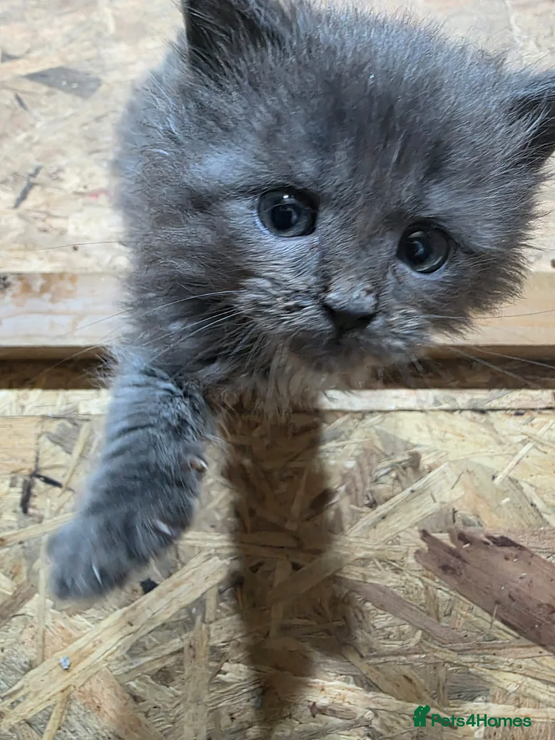 Maine Coon cats for sale: Pure Breed Maine Coone Kittens - Advert 11