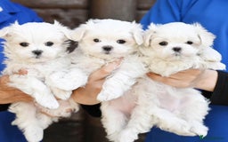 Maltese dogs for sale: Smart, playful Maltese Puppies - Image 1