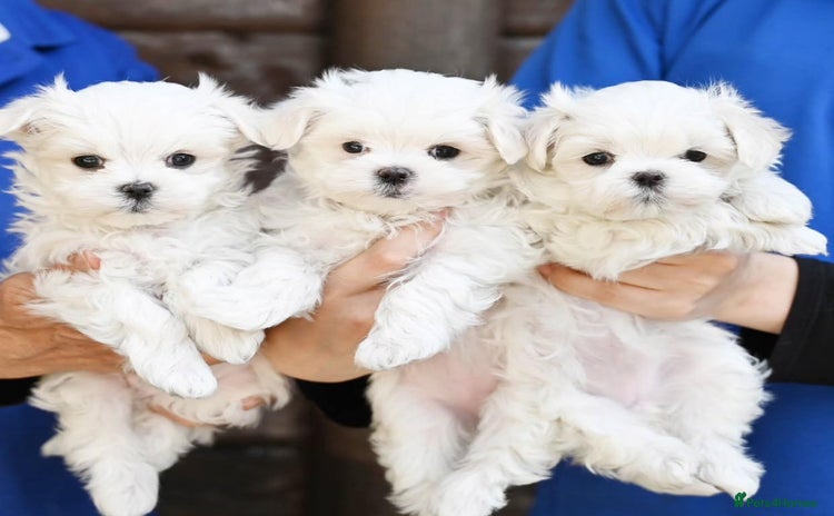 Maltese dogs - Advert 1