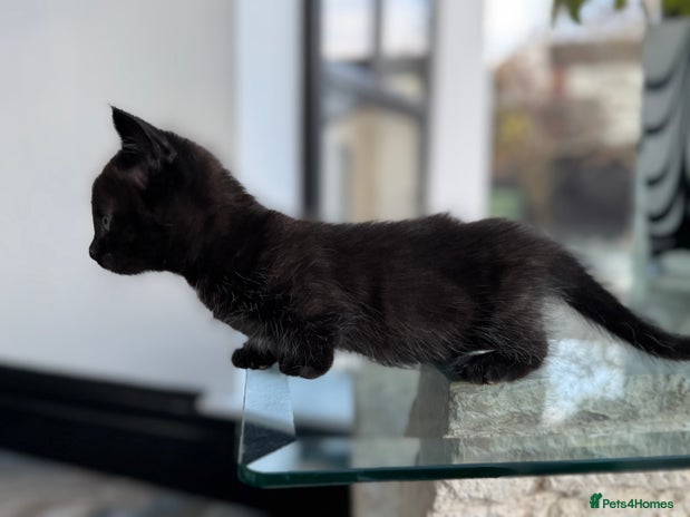 Munchkin cats - Advert 2