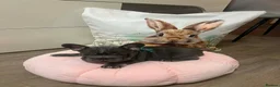 French Bulldog dogs for sale: French Bulldog Blue & Platinum Puppies  - Advert 16