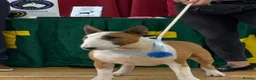 Bull Terrier dogs for sale: Top quality bull terrier puppies  - Advert 16