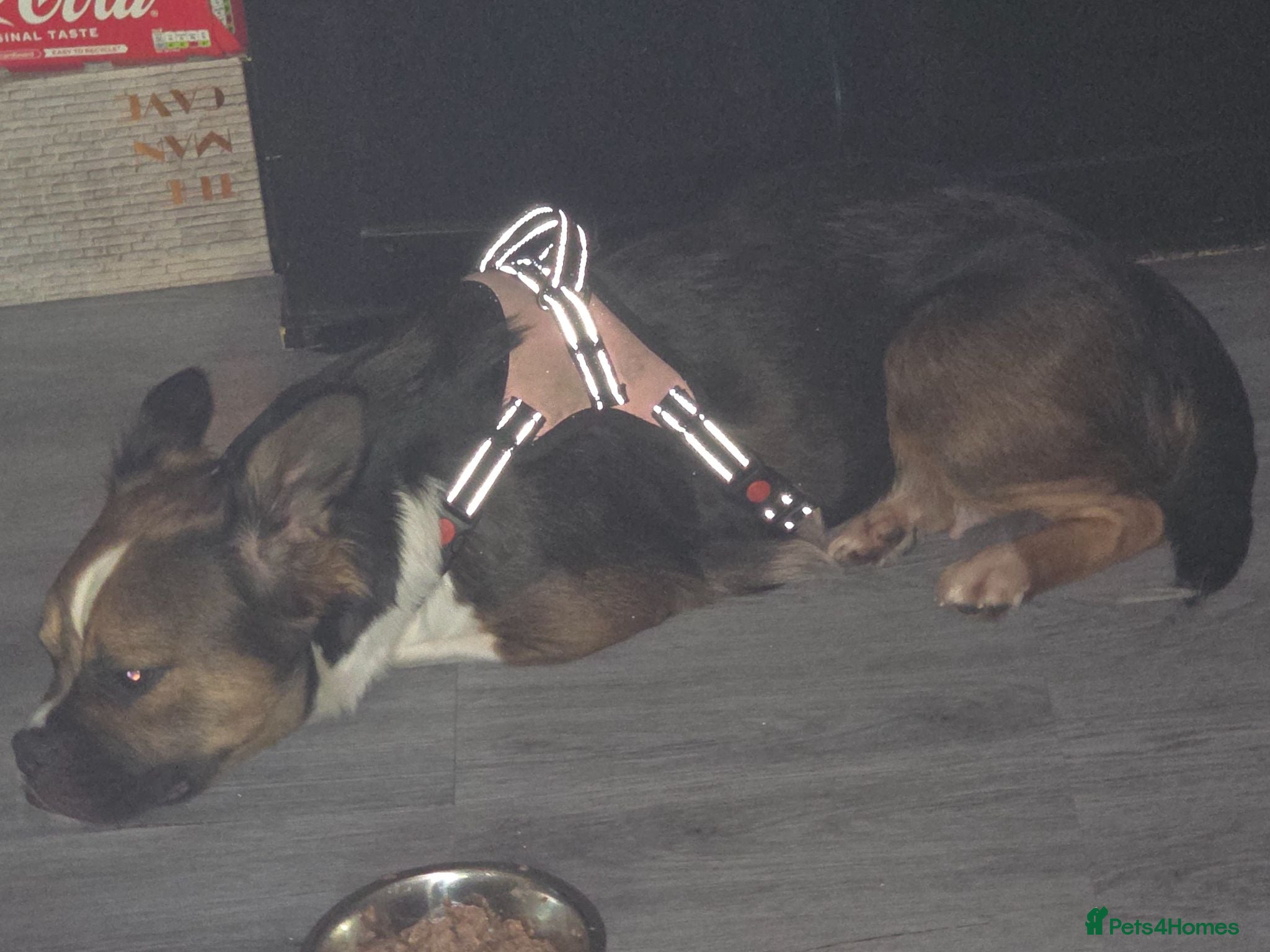 Mixed Breed dogs ASAP Rehome Boston X Frenchie  - Advert 14