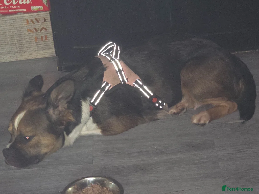 Mixed Breed dogs for sale: ASAP Rehome Boston X Frenchie  - Advert 1