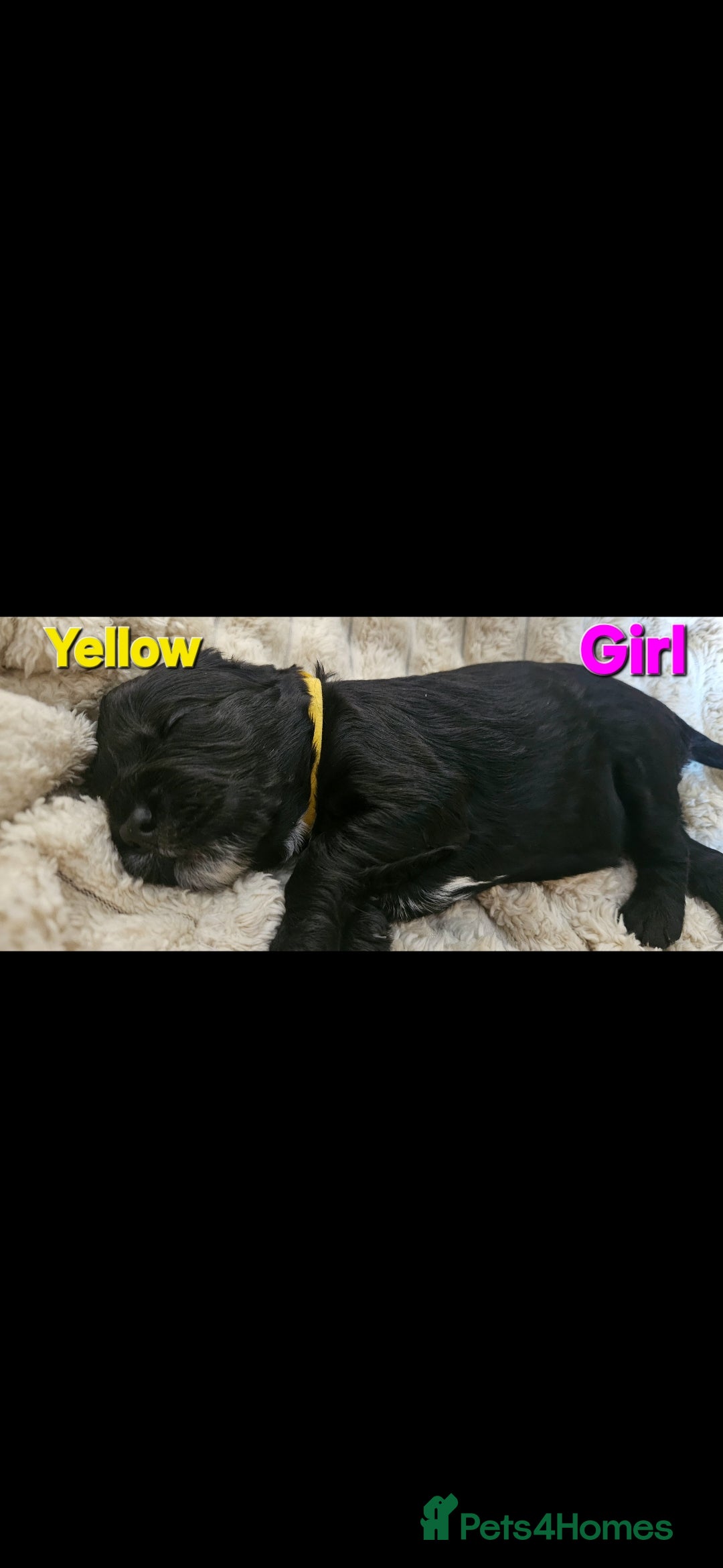 Mixed Breed dogs for sale: Cockapoo crossed lab - Image 5