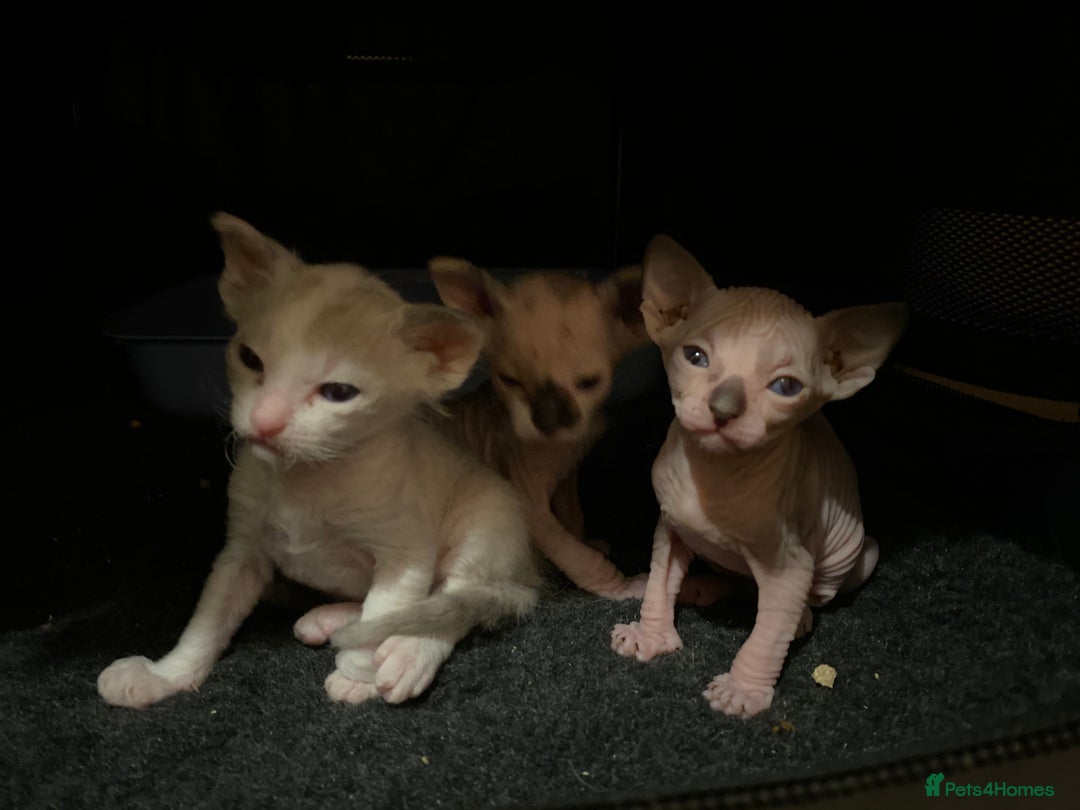 Sphynx cats for sale: Sphynx kittens 😍🥰🥰 - Advert 11