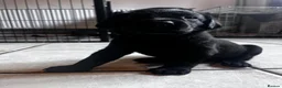 Labrador Retriever dogs for sale: Beautiful litter of KC black working Labradors  - Advert 5