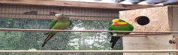 Cockatiels birds for sale: DNA breeding pairs barraband Bourke cockatiels - Advert 13