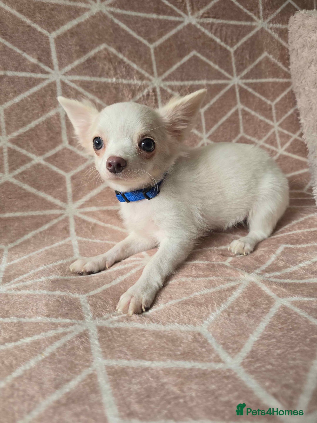 Chihuahua dogs for sale: 3 Handsome (KC) Chihuahua boys left (New photos) - Image 30