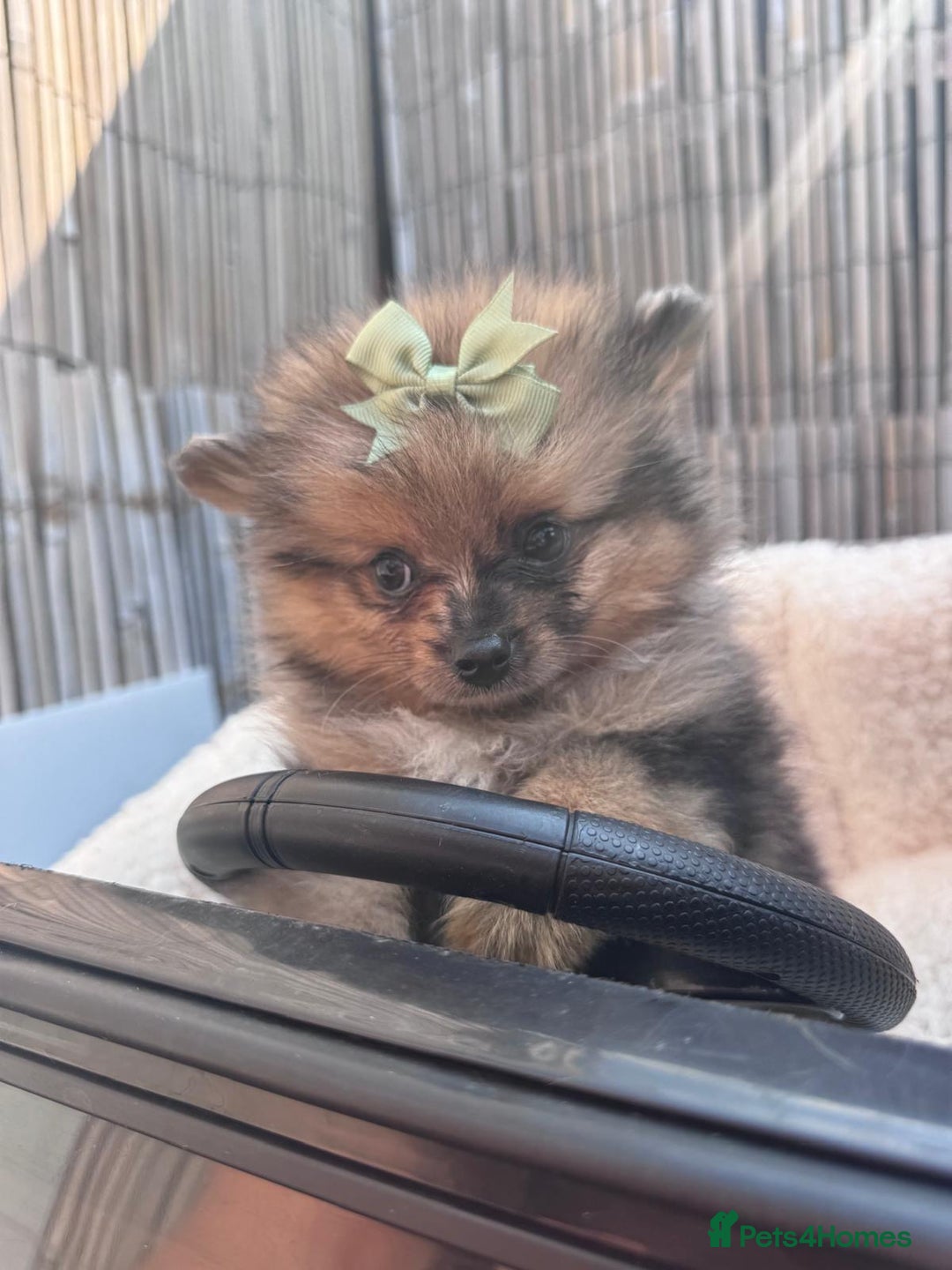 Pomeranian dogs for sale: Tea cup Pomeranians  - Image 11