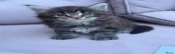 Maine Coon cats for sale: TICA MAINCOON KITTEN’S 😻💫 - Advert 2