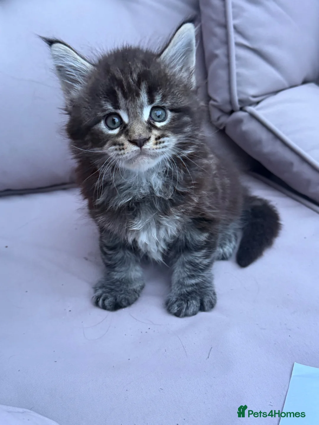 Maine Coon cats for sale: TICA MAINCOON KITTEN’S 😻💫 - Advert 2