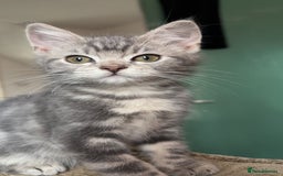 British Shorthair cats for sale: 2 blue British shorthair kittens - Advert 5