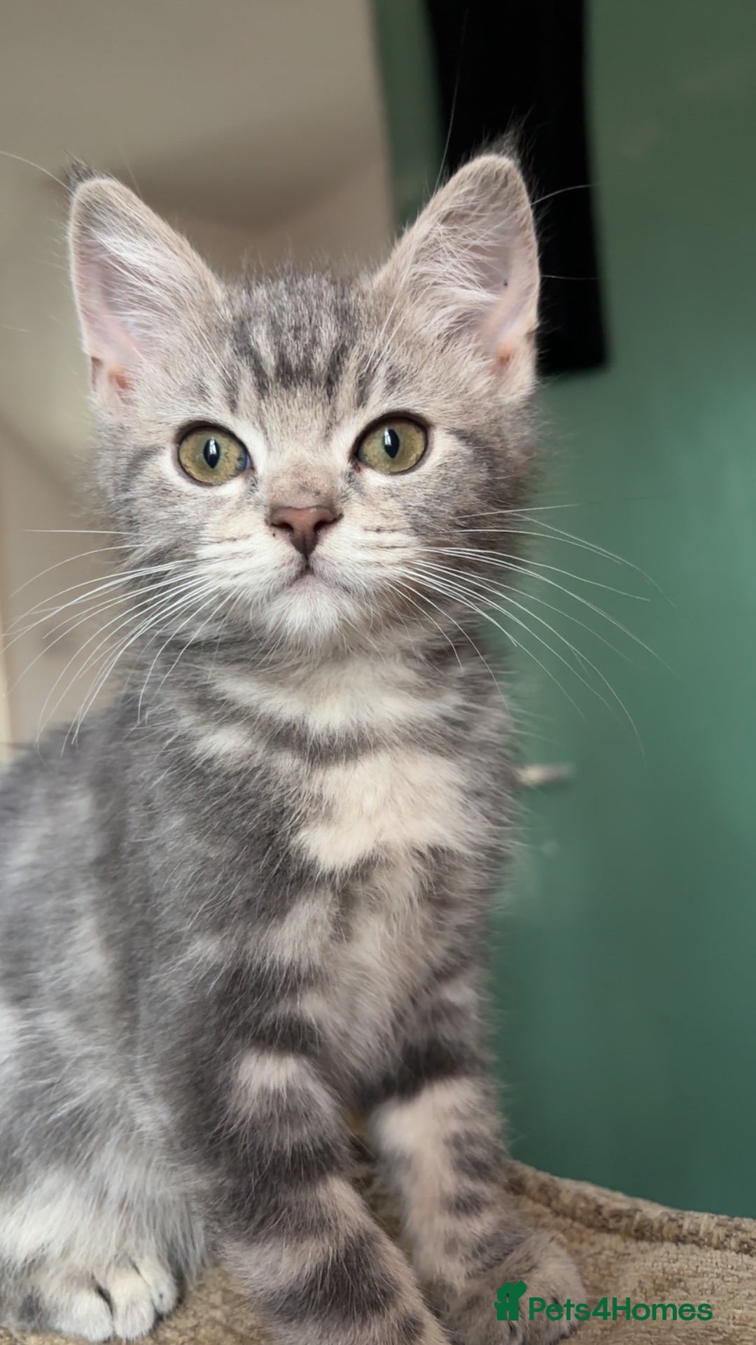 British Shorthair cats for sale: 2 blue British shorthair kittens - Advert 5