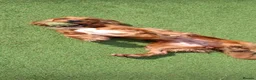 Cocker Spaniel dogs for sale: Bambi - Advert 8
