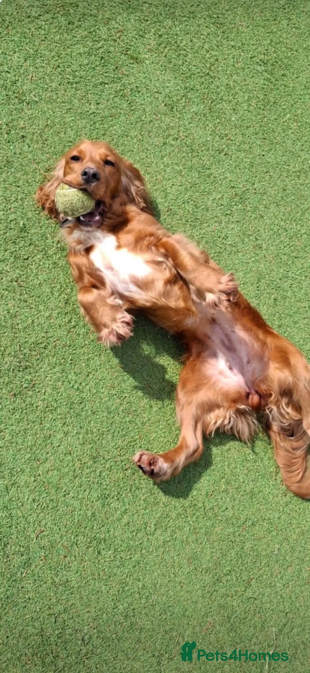 Cocker Spaniel dogs for sale: Bambi - Advert 8