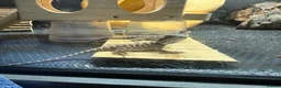 Bearded Dragon reptiles for sale: Baby Bearded Dragons  in Didcot - Advert 3