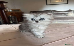 Persian cats for sale: Persian chinchilla x Scottish fold  - Image 6