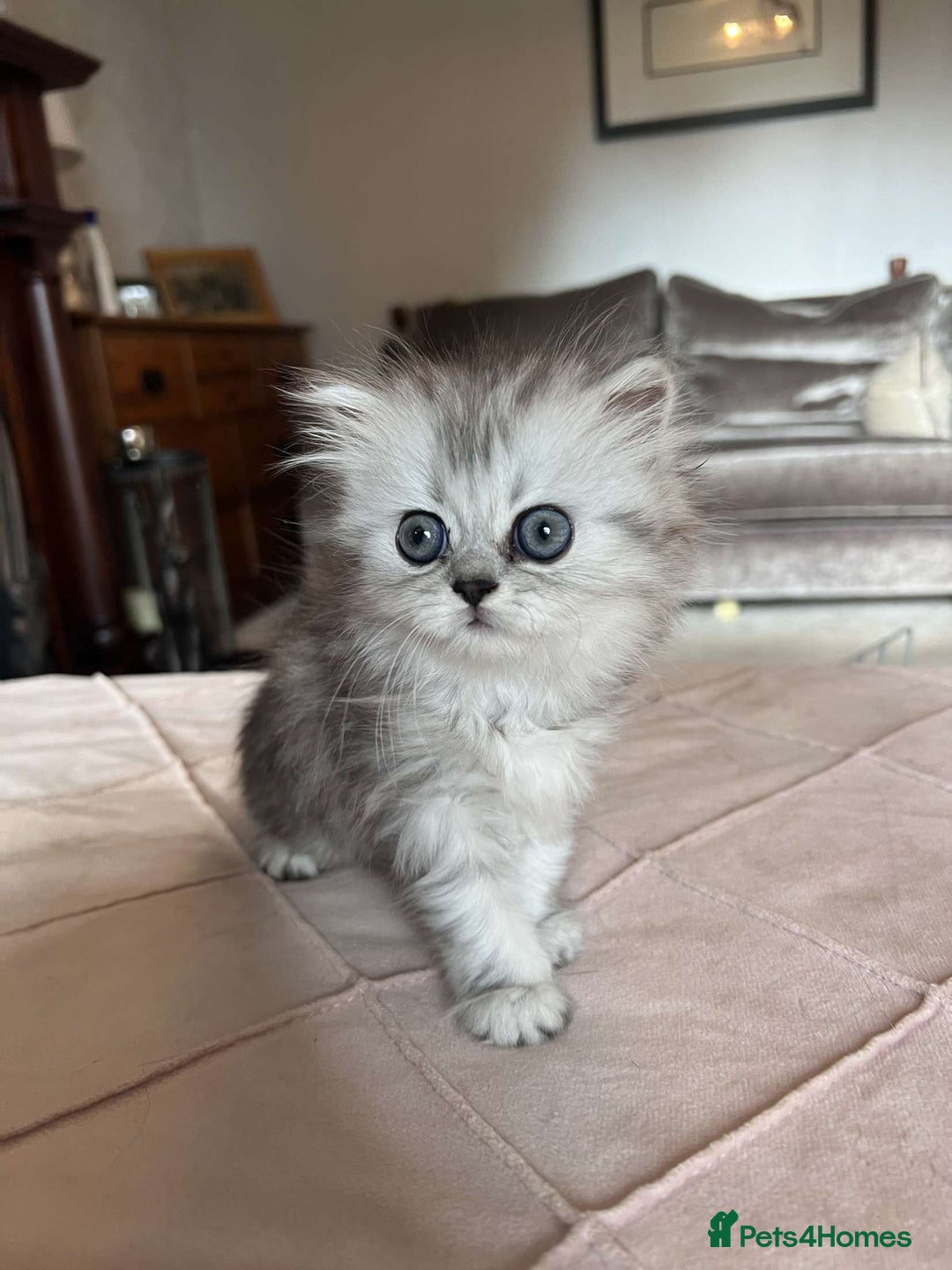 Persian cats for sale: Persian chinchilla x Scottish fold  - Image 6