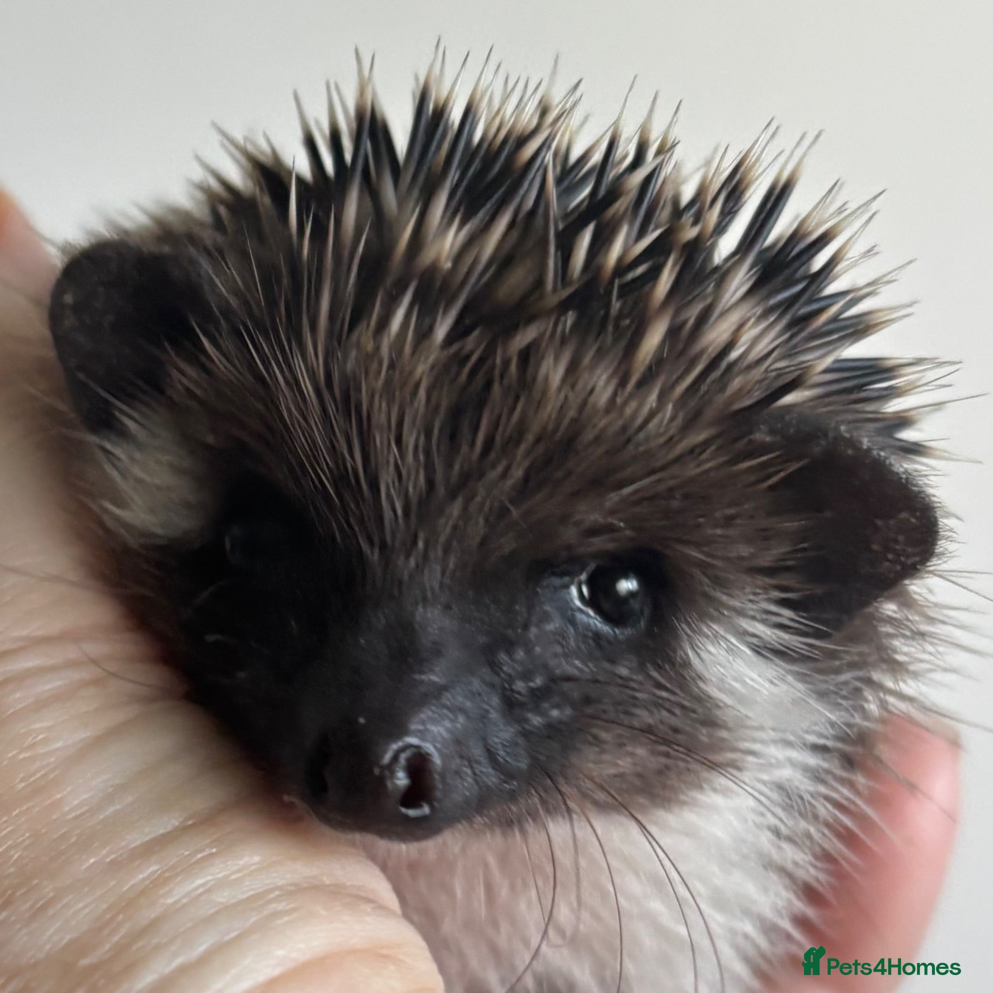 Pygmy Hedgehog rodents African Pygmy Hedgehog Ethnical breeding mixed - Advert 1