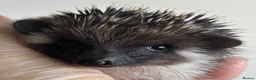 Pygmy Hedgehog rodents for sale: African Pygmy Hedgehog Ethnical breeding mixed - Advert 1