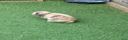 Mini Lop rabbits for sale: Mini Lop rehome  - Advert 3
