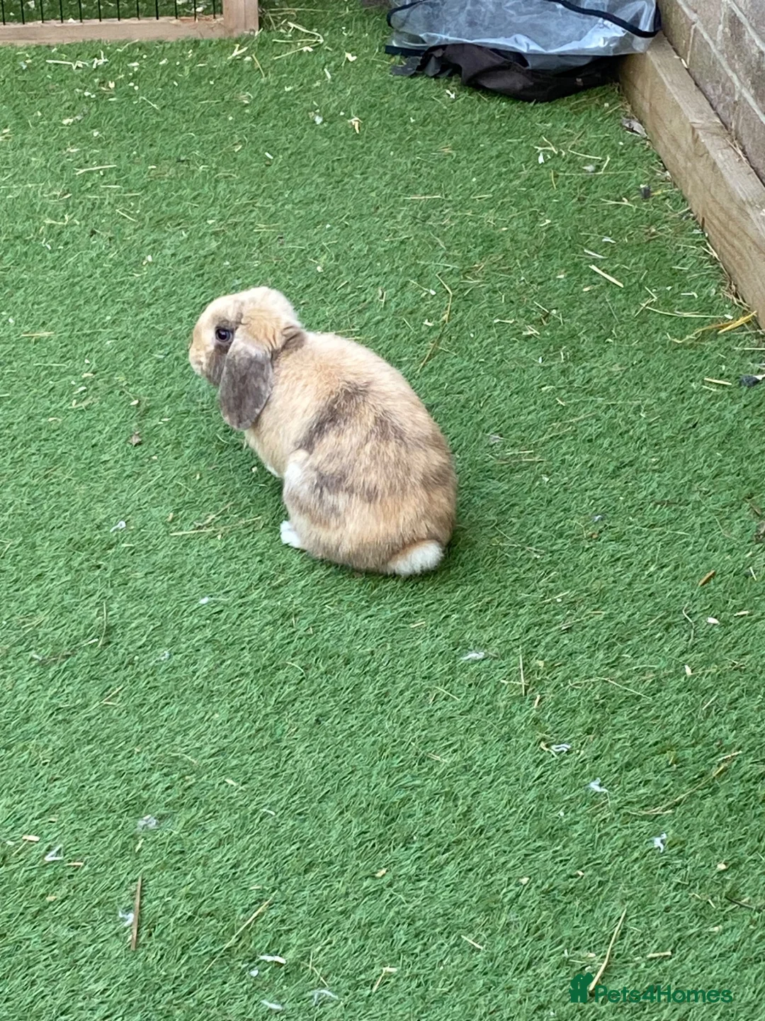 Mini Lop rabbits for sale: Mini Lop rehome  - Advert 3