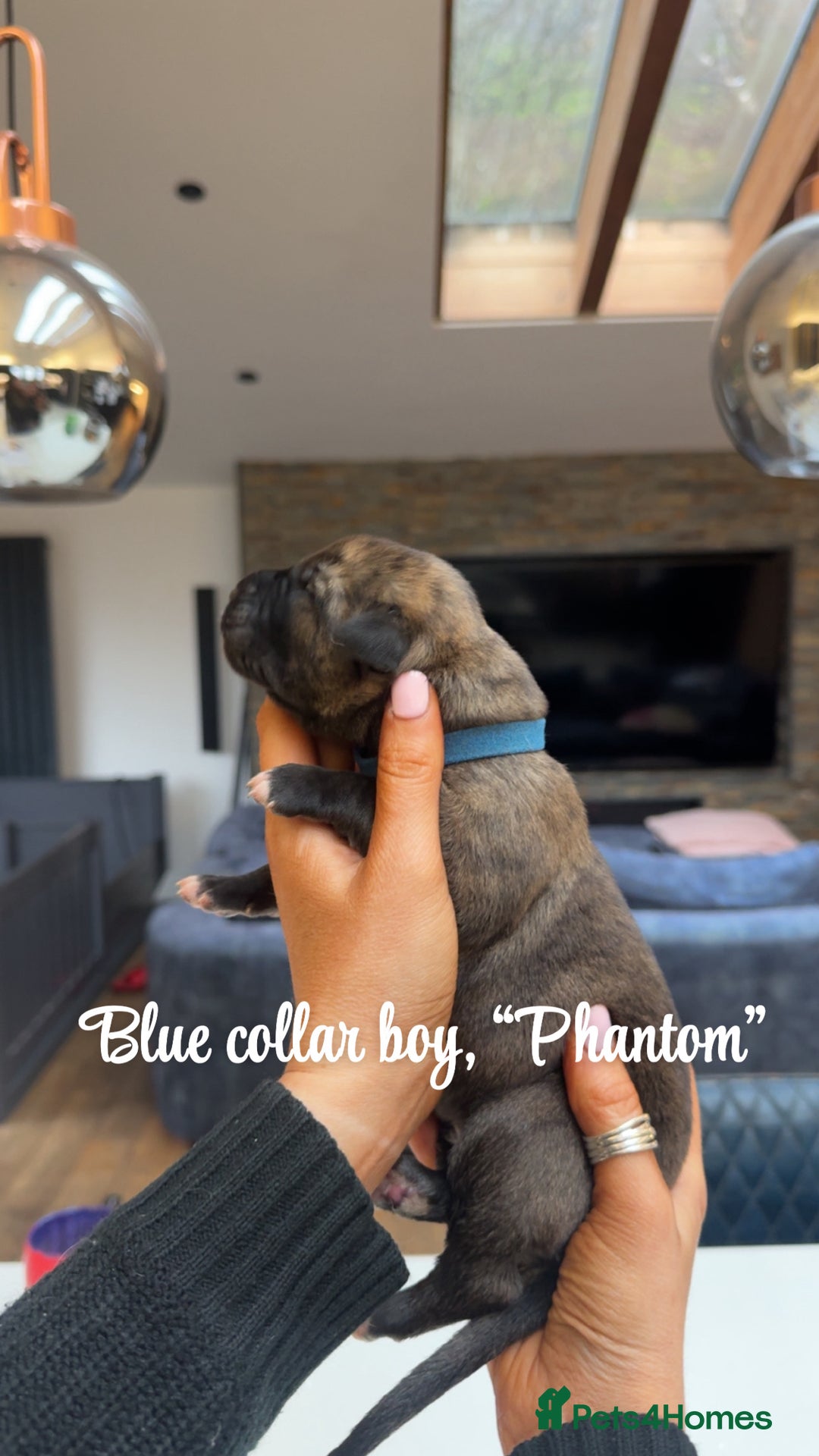 Irish Wolfhound dogs for sale: Outstanding Irish Wolfhound KC Reg Puppies  - Advert 7