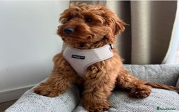 Cockapoo dogs for sale: gorgeous 7-month-old male Cockapoo  - Image 2