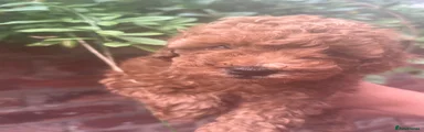 Toy Poodle 2