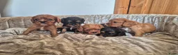 Cavalier King Charles Spaniel dogs for sale: 5 cavalier King Charles spaniels  in Welwyn Garden City - Advert 1