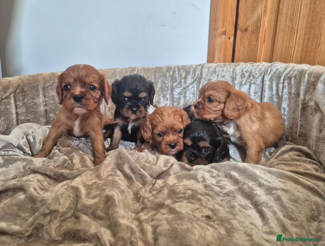 Cavalier King Charles Spaniel dogs for sale: 5 cavalier King Charles spaniels  in Welwyn Garden City - Advert 1