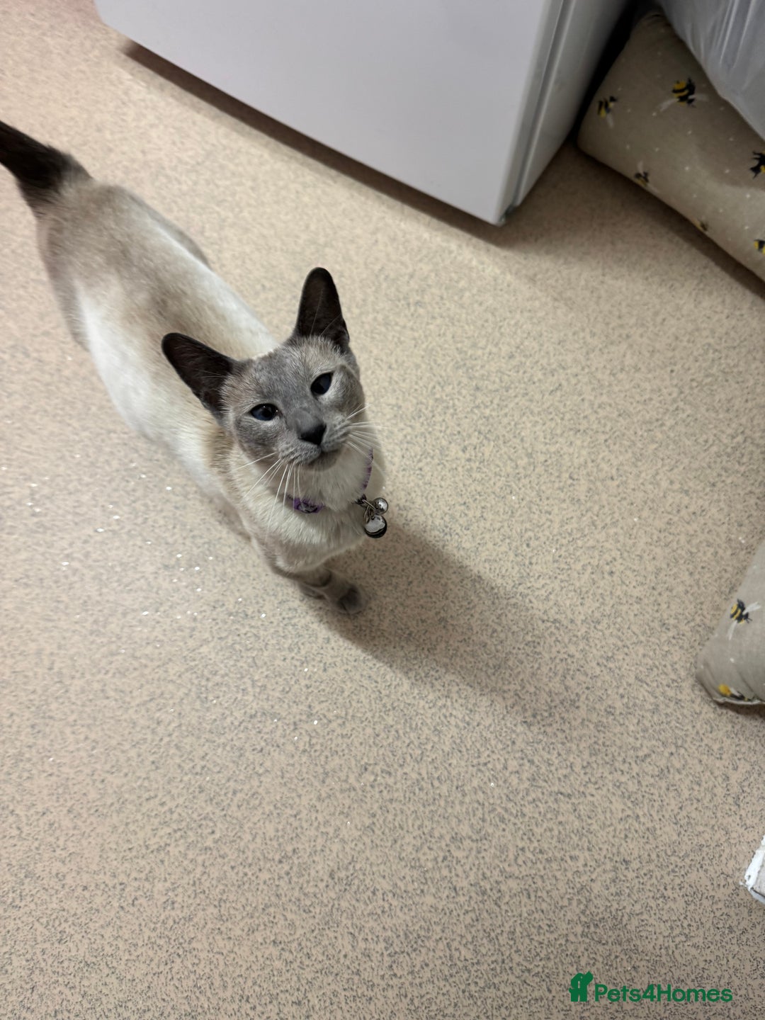 Mixed Breed cats for sale: Two beautiful ladies 💜 - Image 27