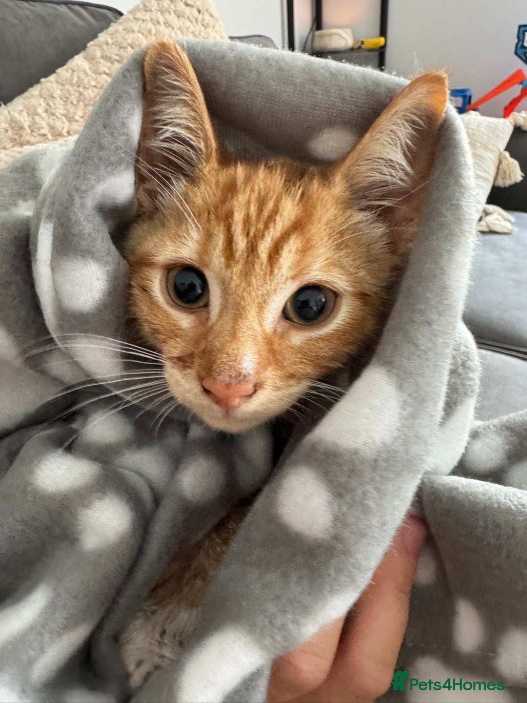 British Shorthair cats for sale: Ginny and Joey - Advert 3