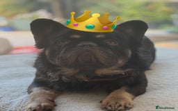 French Bulldog dogs for stud: PROVEN STUD Louis Isabella, Rojo Visual Fluffy in London - Advert 12