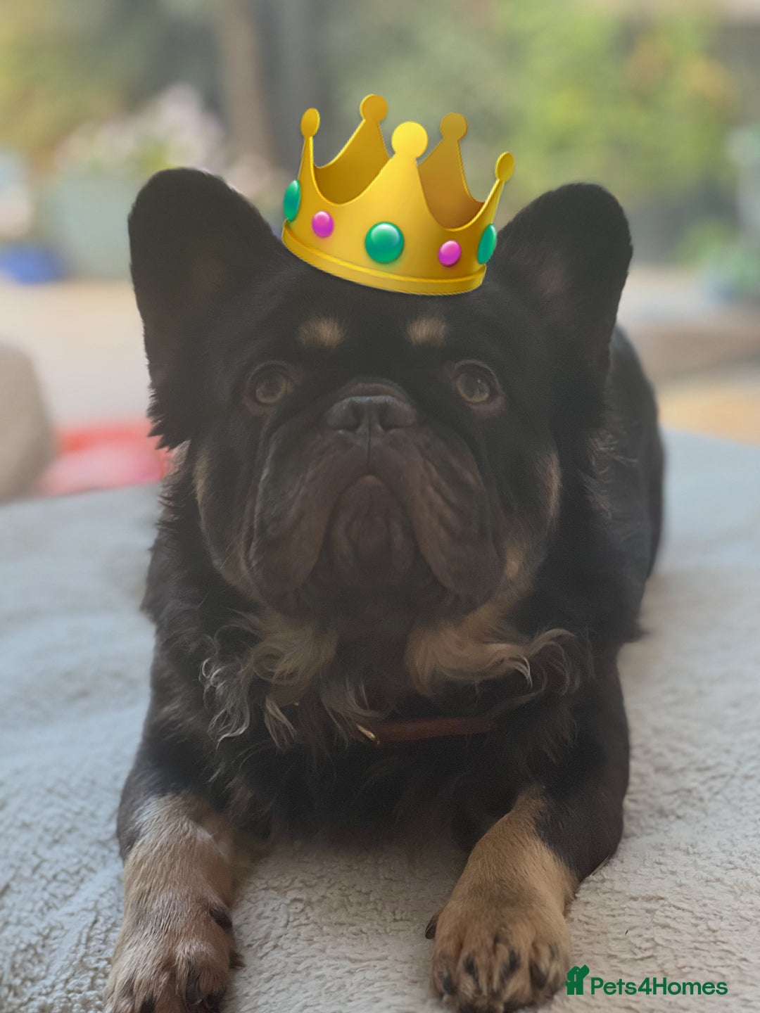 French Bulldog dogs for stud: PROVEN STUD Louis Isabella, Rojo Visual Fluffy in London - Advert 12